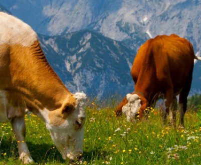 Як витягнути послід у корів