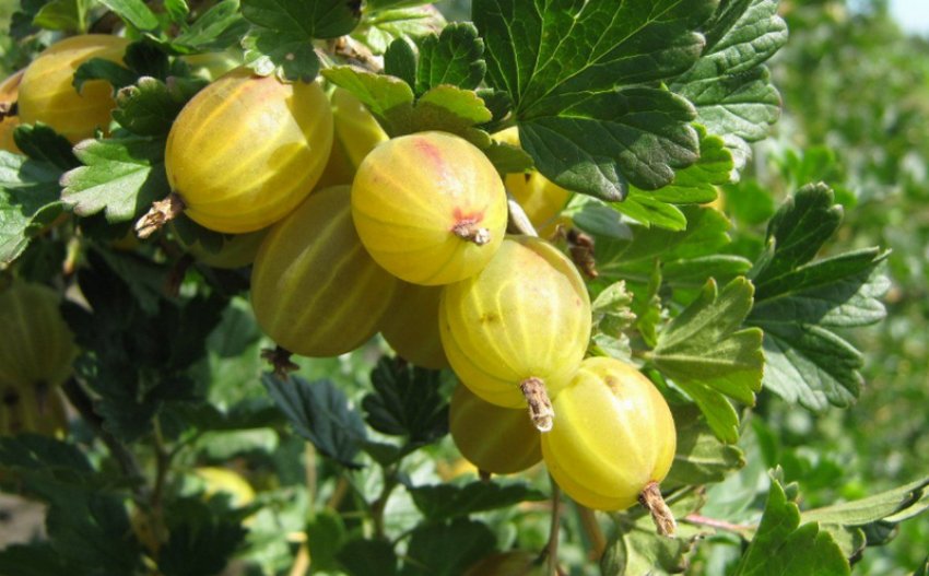 Агрус Берил