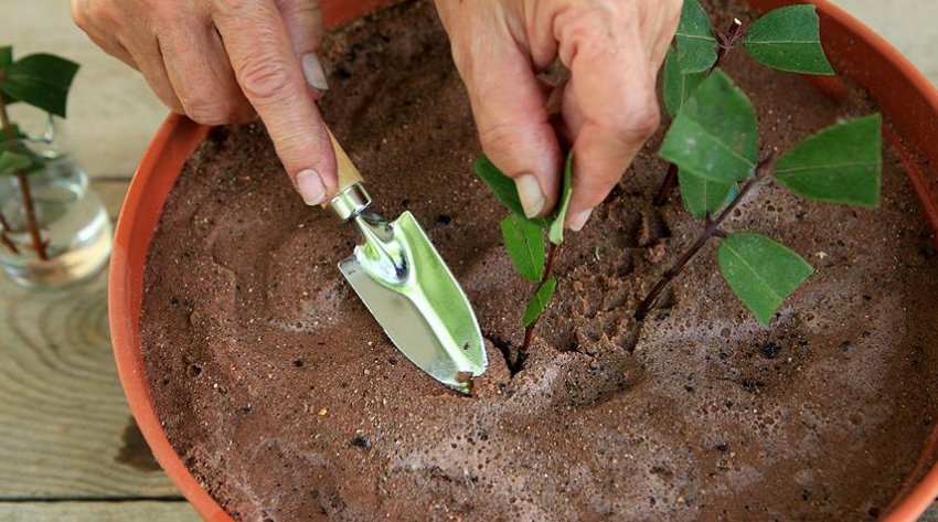 Розмноження зеленими живцями Розмноження зеленими живцями