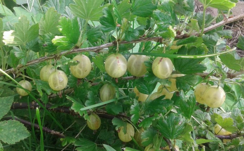 Агрус Білі ночі