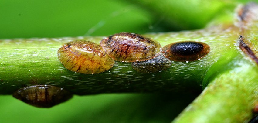 Жимолостный кліщ Жимолостный кліщ