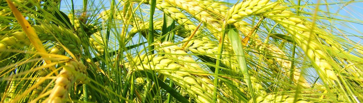 Українська компанія «УкрБиоЛенд» оформила органічні аграрні розписки