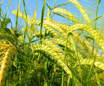 Українська компанія «УкрБиоЛенд» оформила органічні аграрні розписки