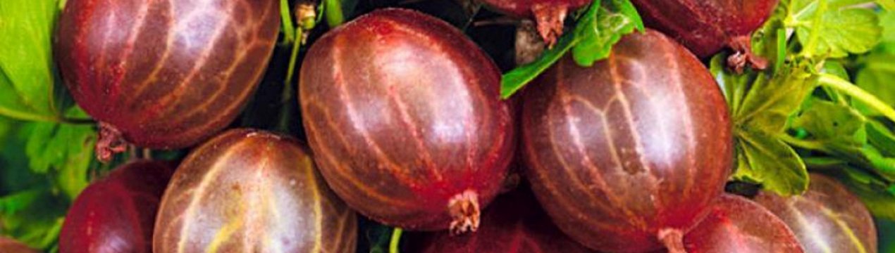 Агрус Варшавський: характеристика, особливості вирощування і розмноження