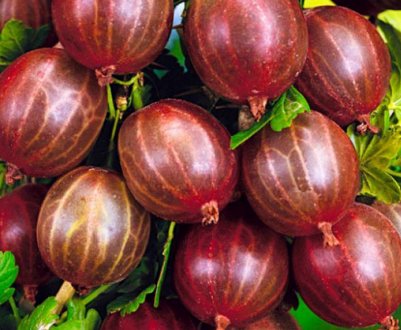 Агрус Варшавський: характеристика, особливості вирощування і розмноження