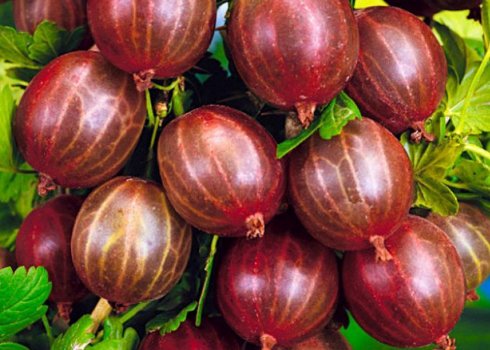 Крыжовник Варшавский: характеристика, особенности выращивания и размножения