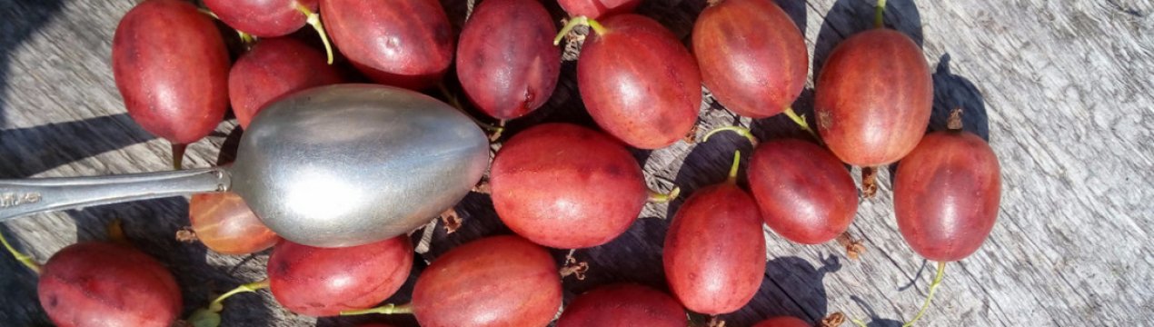 Агрус Уральський рожевий: зовнішній вигляд і характеристики сорту