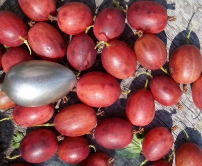 Агрус Уральський рожевий: зовнішній вигляд і характеристики сорту