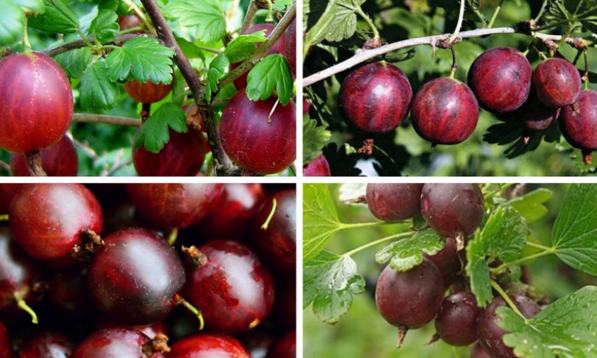 Агрус сорти Варшавський Агрус сорти Варшавський