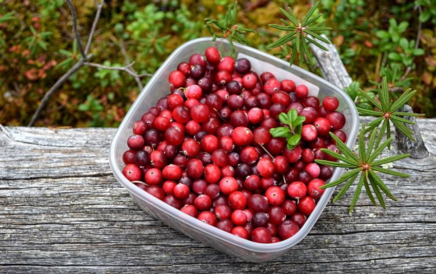 Брусниця Брусниця