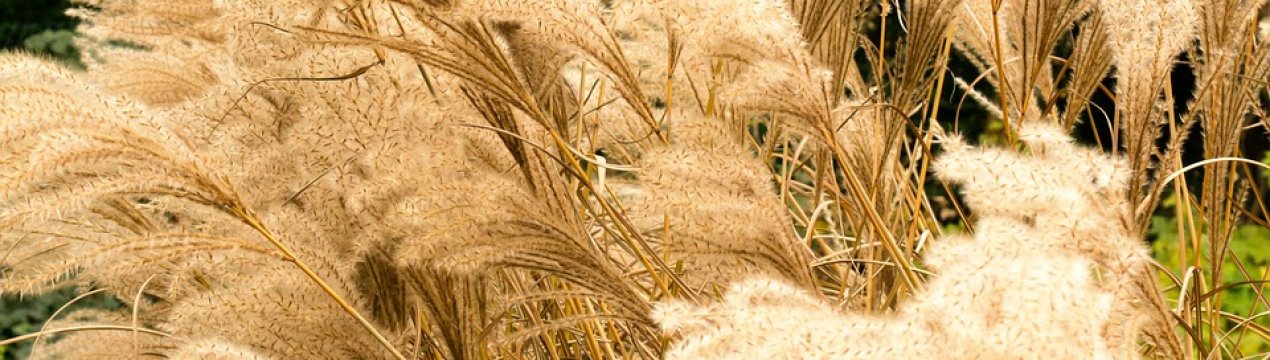 Українські вчені назвали рентабельність вирощування енергетичних культур