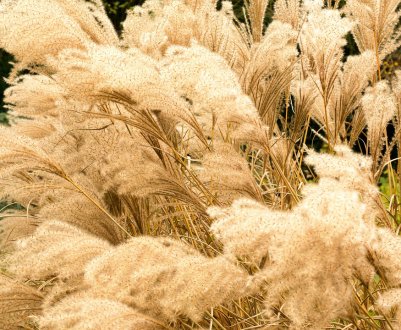 Українські вчені назвали рентабельність вирощування енергетичних культур