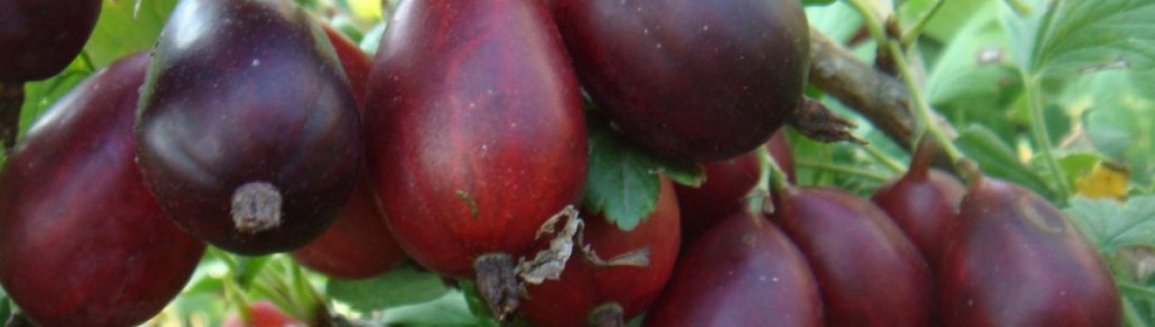 Агрус Козачок: характеристика, особливості вирощування і розмноження