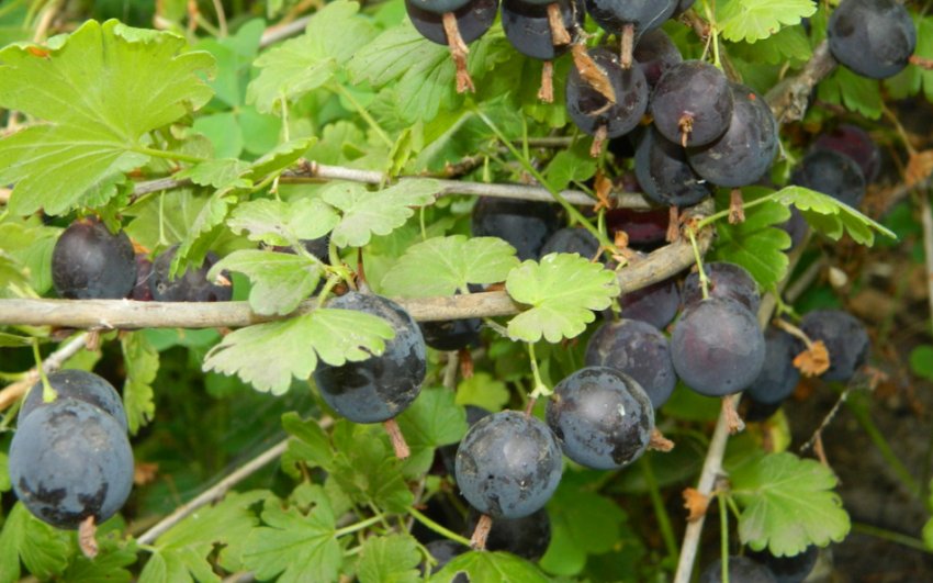 Агрус Орлятко