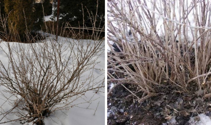 Кущ аґрусу взимку Кущ аґрусу взимку