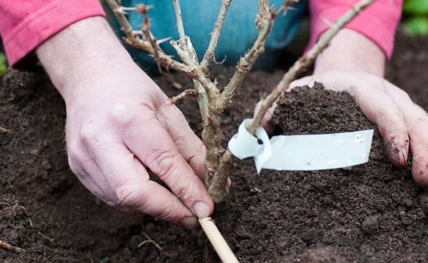 Посадка агрусу Посадка агрусу
