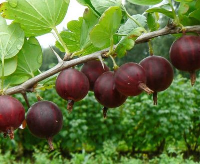 Агрус сорти Сіріус: зовнішній вигляд і основні характеристики