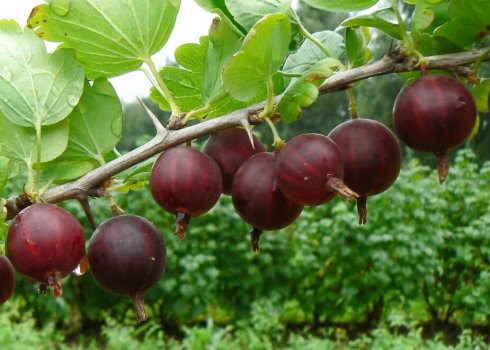 Крыжовник сорта Сириус: внешний вид и основные характеристики