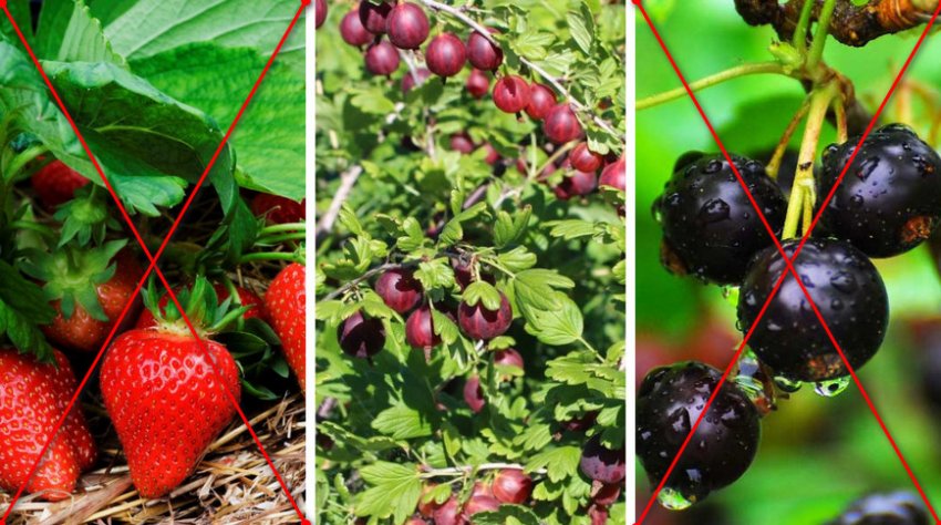 Небажане сусідство агрусу Небажане сусідство агрусу