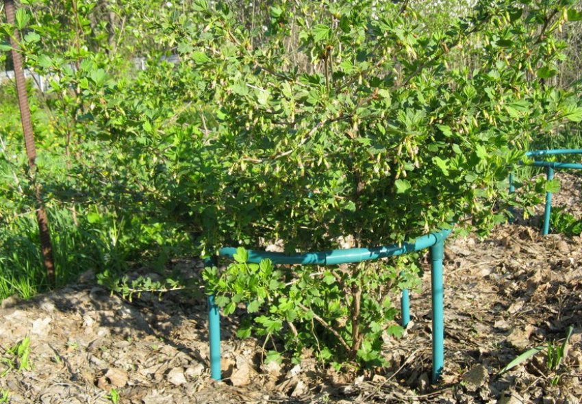 Вибір місця для аґрусу