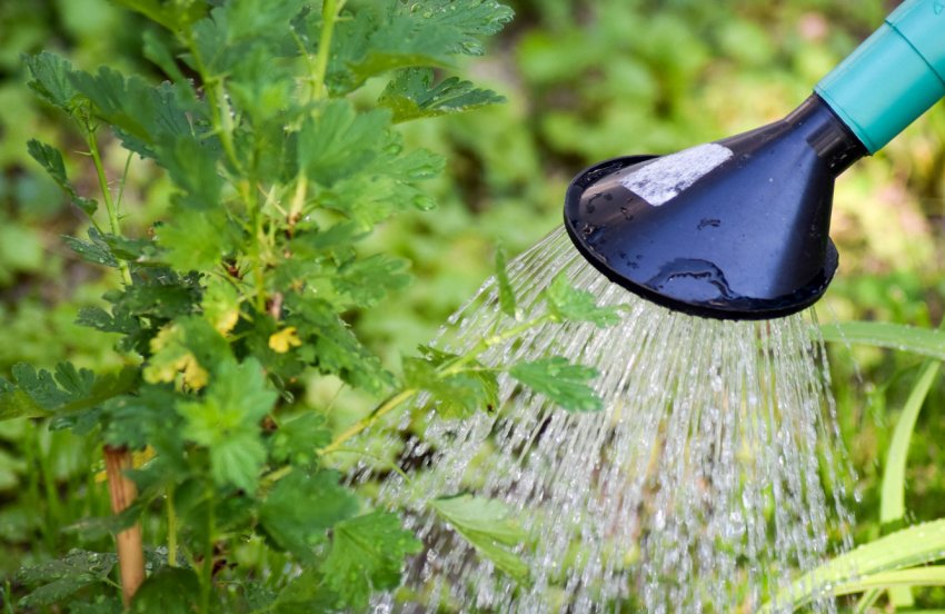 Полив агрусу