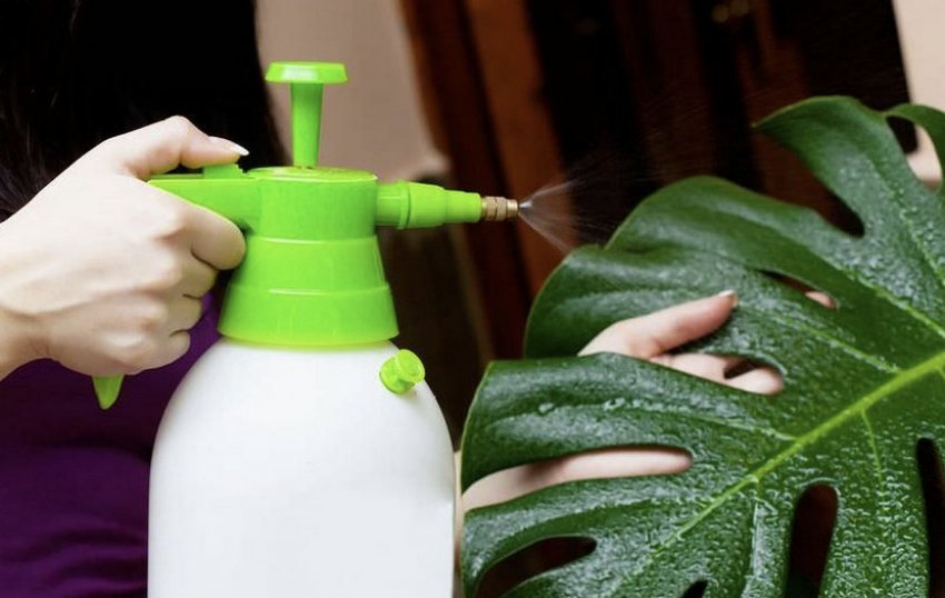 Обприскування листя монстери Обприскування листя монстери