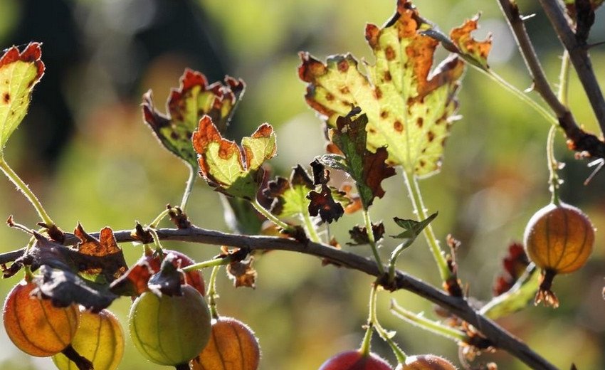 Іржа на аґрусі