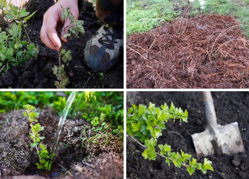 Догляд за крыжовников