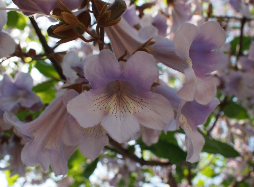 Українські вчені назвали рентабельність вирощування енергетичних культур Українські вчені назвали рентабельність вирощування енергетичних культур