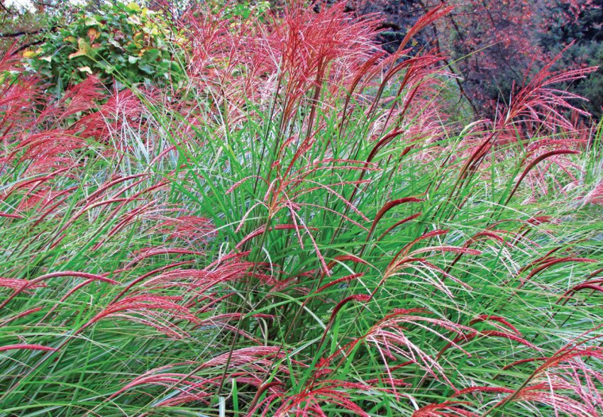 Українські вчені назвали рентабельність вирощування енергетичних культур Українські вчені назвали рентабельність вирощування енергетичних культур