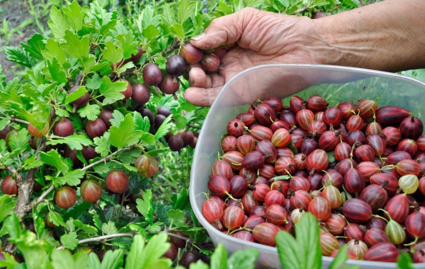 Збір агрусу Сіріус