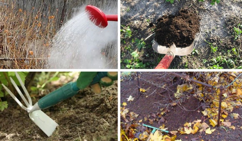 Профілактична обробка Профілактична обробка