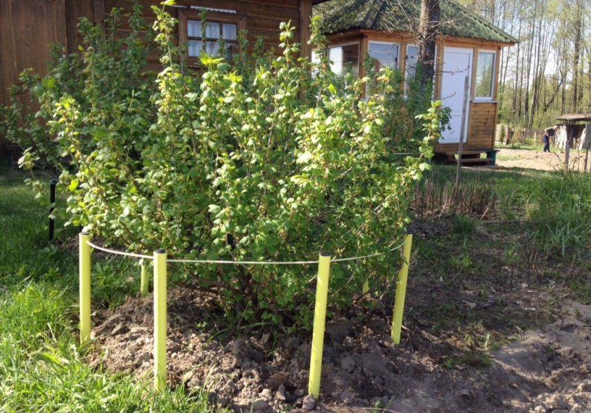 Опора для аґрусу