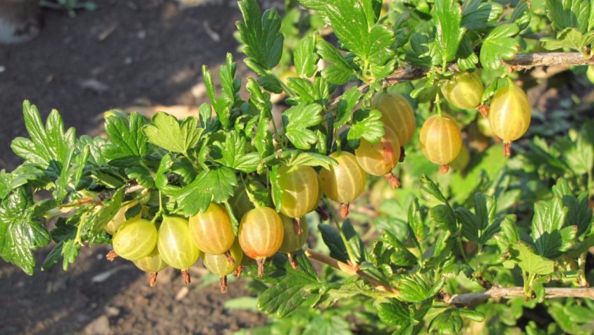 Аґрус Аґрус