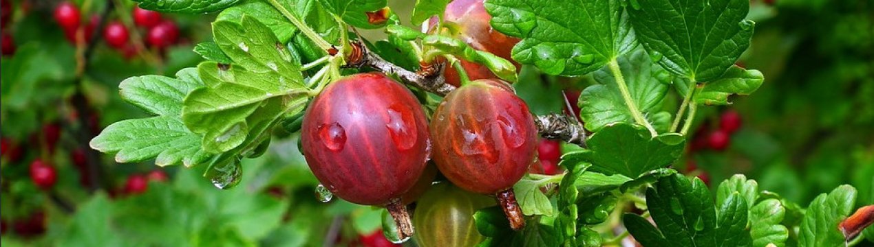 Вегетативний період агрусу: що це таке, фото цвітіння