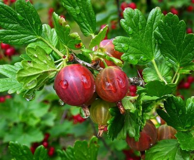 Вегетативний період агрусу: що це таке, фото цвітіння