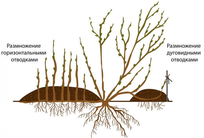 Схема розмноження аґрусу відведеннями