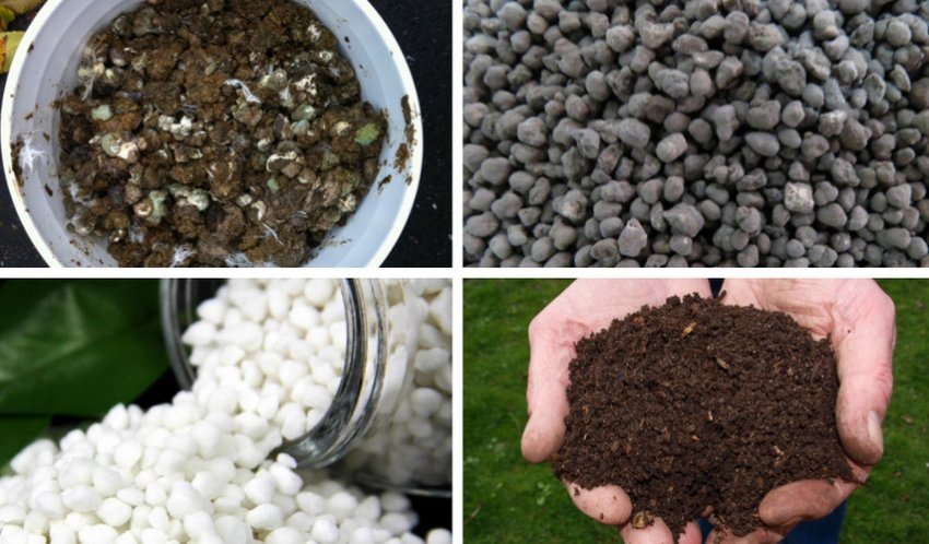 Підживлення ґрунту під аґрус Підживлення ґрунту під аґрус