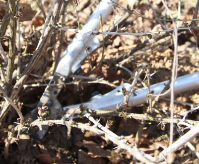 Як правильно обрізати аґрус: навесні або восени, секрети обрізки