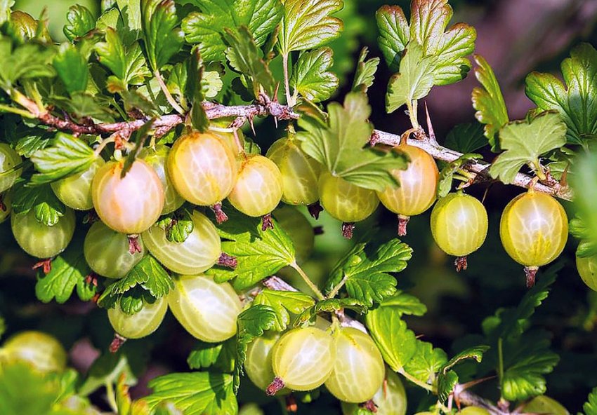 Агрус Мукуринес