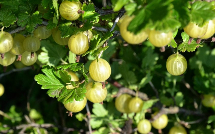 Агрус сорти Мукуринес