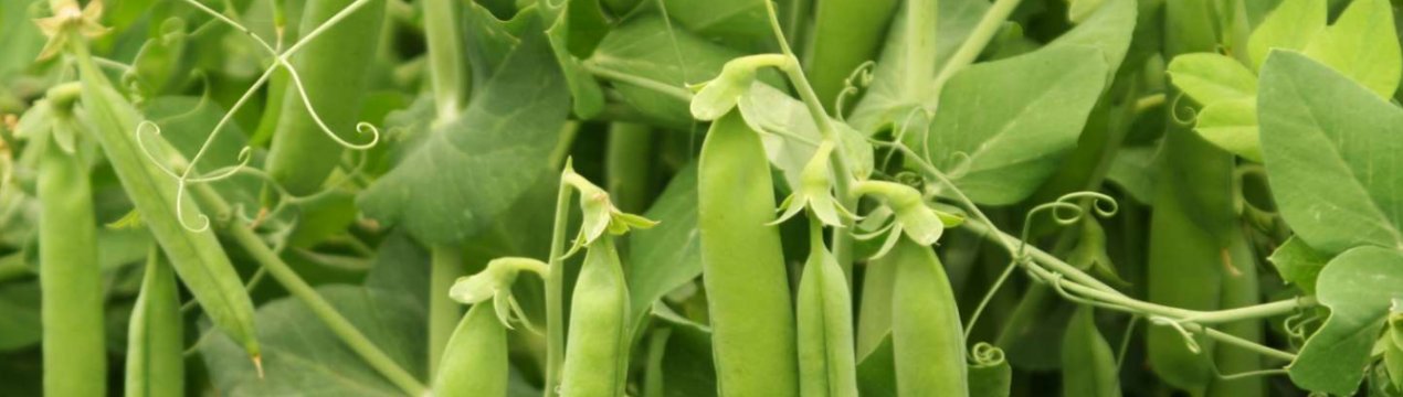 AgroGeneration почала збір урожаю озимого гороху