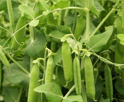  AgroGeneration почала збір урожаю озимого гороху