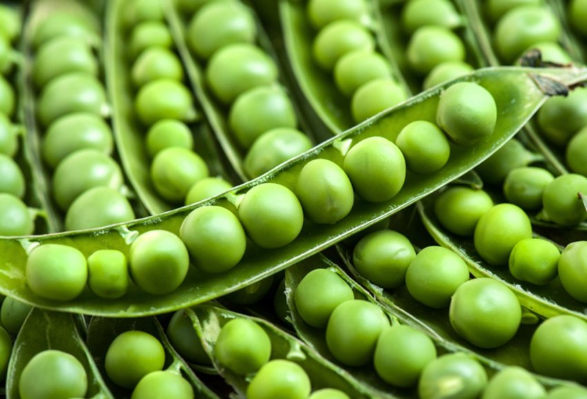 AgroGeneration почала збір урожаю озимого гороху