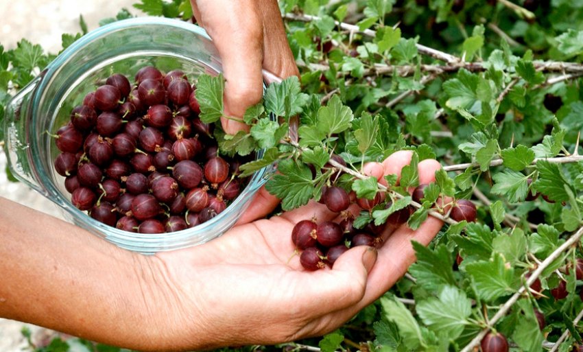 Збір врожаю агрусу Збір врожаю агрусу