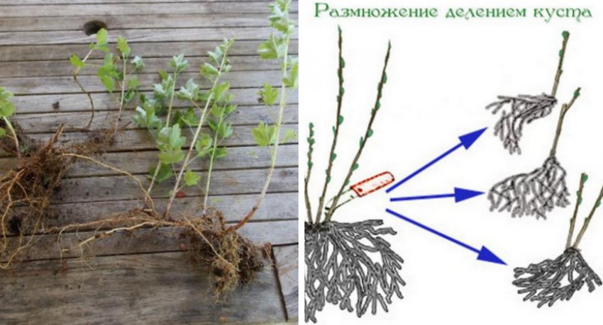 Схема розмноження поділом куща Схема розмноження поділом куща