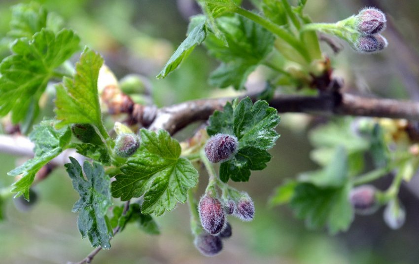 Цвітіння агрусу Цвітіння агрусу