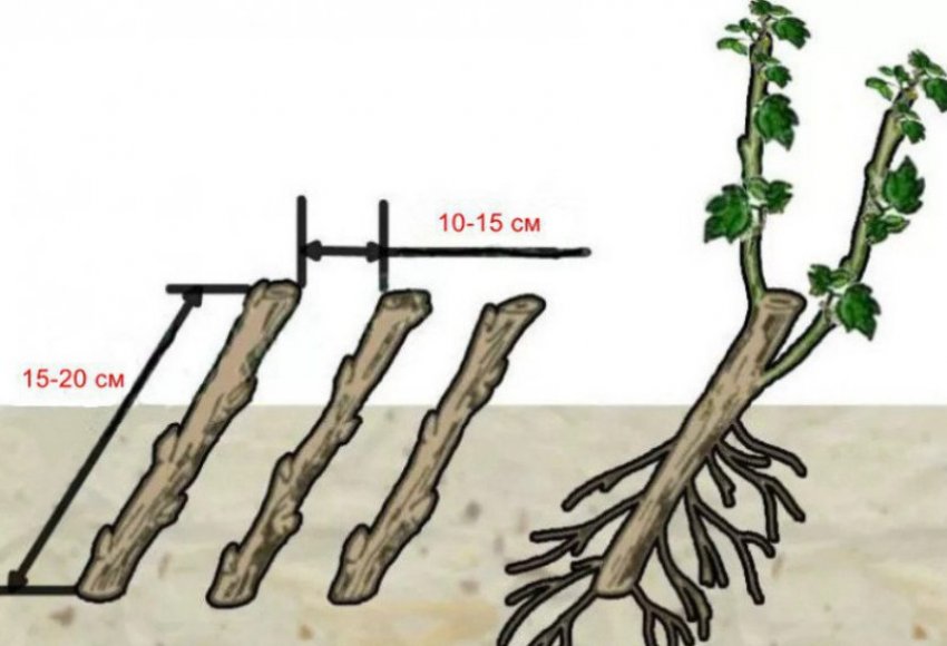 Схема розмноження живцями Схема розмноження живцями