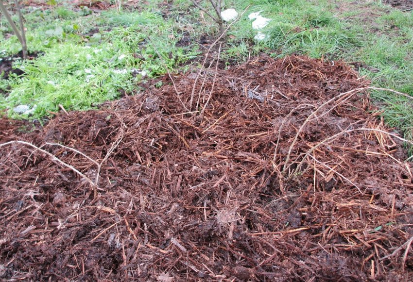 Мульчування агрусу