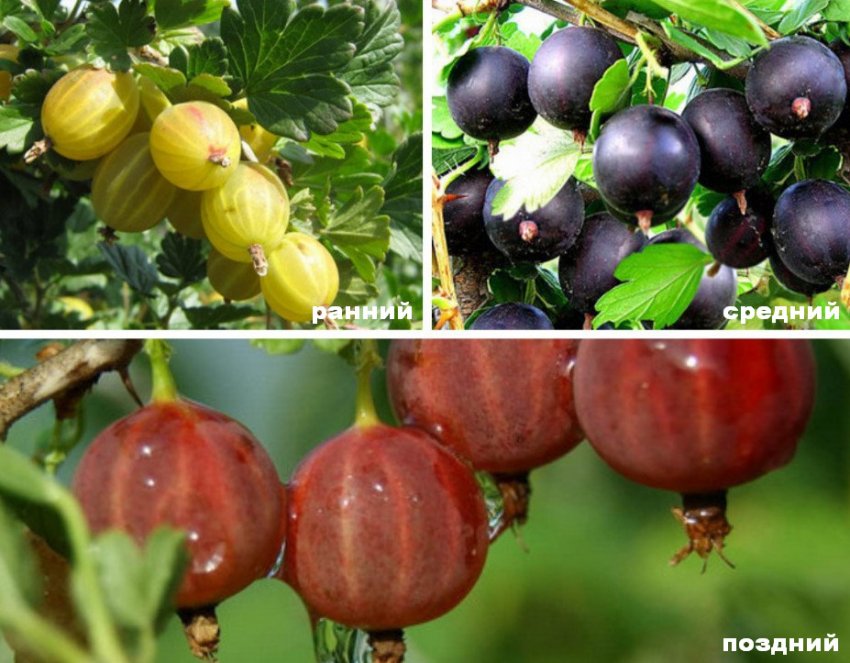 Сорти агрусу Сорти агрусу